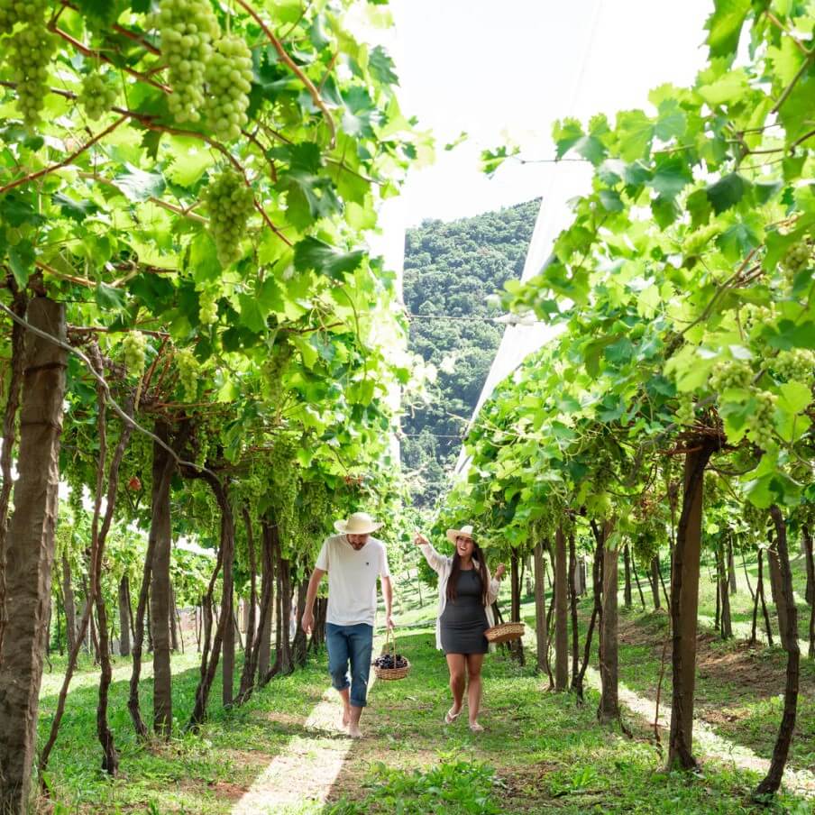 ingresso-vinicola-jolimont-parreiral