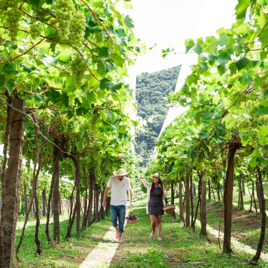 ingresso-vinicola-jolimont-parreiral-1-1